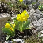 Schwab * Aich (Styria)