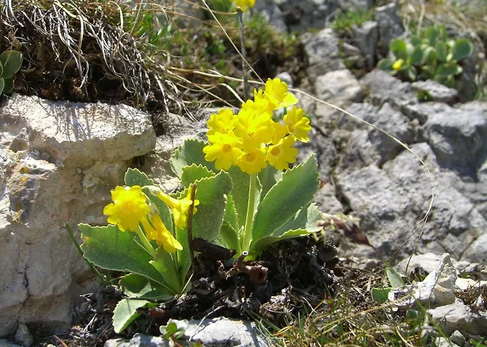 Schwab * Aich (Styria)